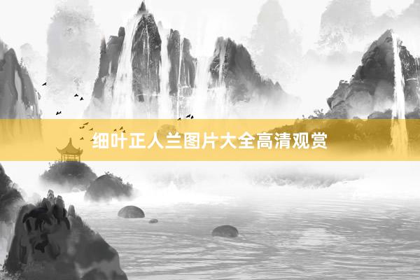 细叶正人兰图片大全高清观赏